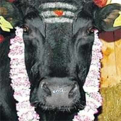 After Shambo, 2 more bovines face slaughter