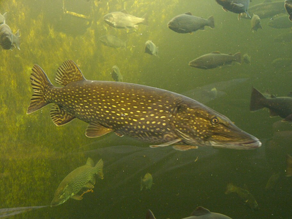 In the 1950s, anglers secretly released northern pike into an Alaskan lake, and warming rivers turned it into a growing threat decades later