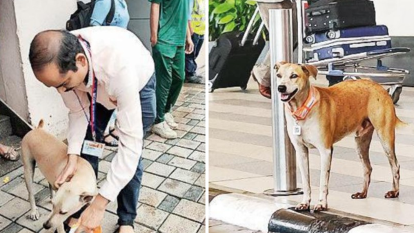 20 stray dogs at Mumbai airport get 'Aadhaar' with QR code tags