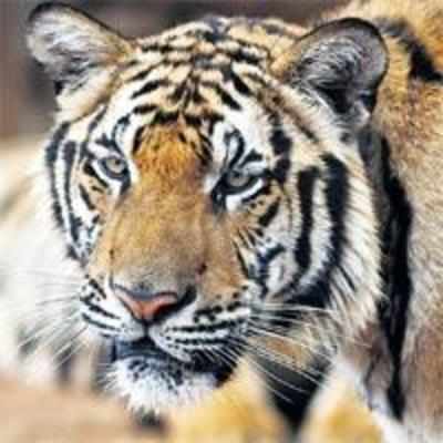 MP loses 3 tigers every 2 months