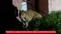 Dramatic: Leopard enters home, takes a stroll before leaving 