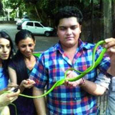 Animal lover rescues a vine snake