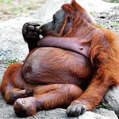 Drug helps fat monkeys slim down '" are people next?