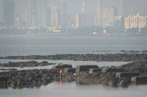 Mumbai’s rogue dog that bit 16 in 24 hours yet to be caught