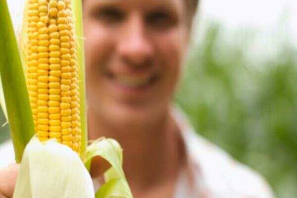 Monsoon special: 5 super healthy corn recipes