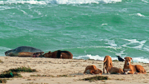 Dogs vs turtles: Fight for survival