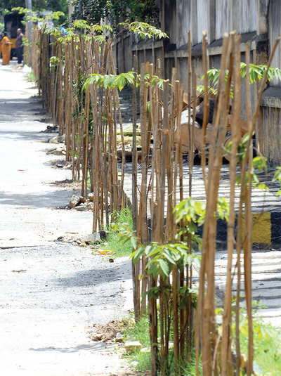 BBMP couldn’t care less if saplings wither away