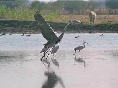 Sarus Crane numbers increase in Maharashtra's Bhandara - Gondia