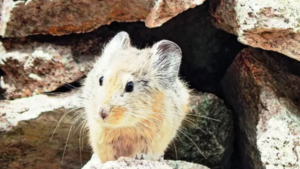 As time goes by, forget not pikas & Tololing braves