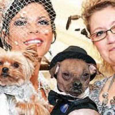 Owner spends A£20,000 on wedding for pooch