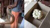 Python found inside a jewellery shop in Kannur, rescued 