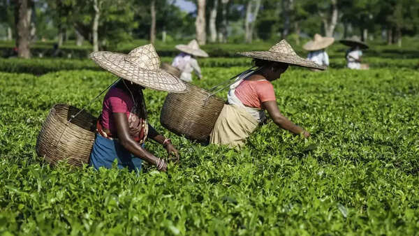 Tea trade disrupted: Iran-Israel war halts exports; Kolkata shipments pile up
