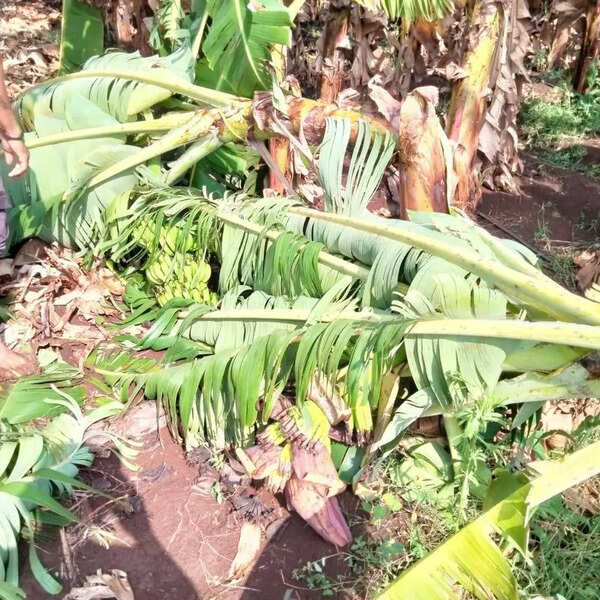 Unseasonal rain wreaks havoc on farmers in Sangli district