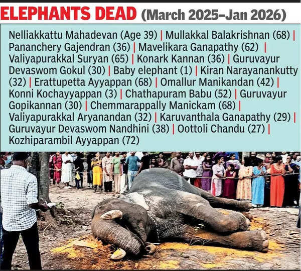 20 captive jumbos dead in 10 mths: NGO flags neglect