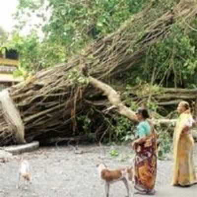 Historic 272-year-old Vasai tree uprooted
