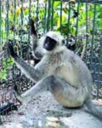 4 '˜ring leader' monkeys caught at Ahmedabad airport