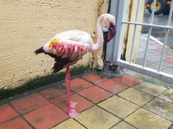 Injured flamingo rescued from Palghar, treated in Mumbai