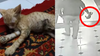 Mumbai youth arrested for flinging two kittens in fire 