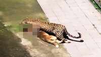 Shimla residents in fear after leopard kills dog inside state capital 