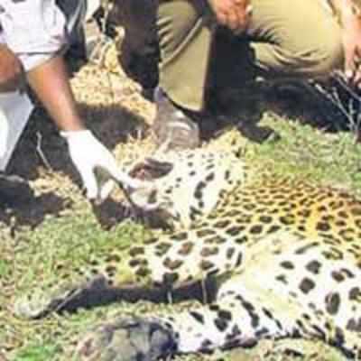 Speeding truck crushes leopard near Palghar