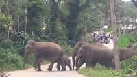 Watch: Commuters awestruck as elephant herd cross road in Karnataka’s Kodagu 