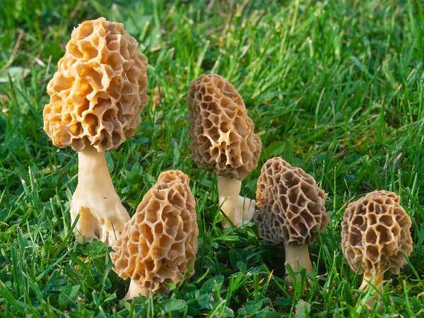 Why morel or guchchi, world's most expensive mushroom, is vanishing in India