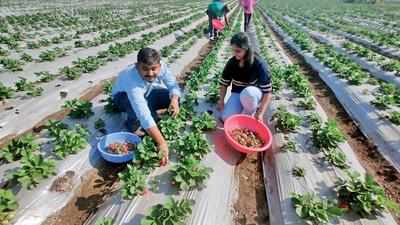 Rajkot: Brothers taste success with strawberries in semi-arid Gondal