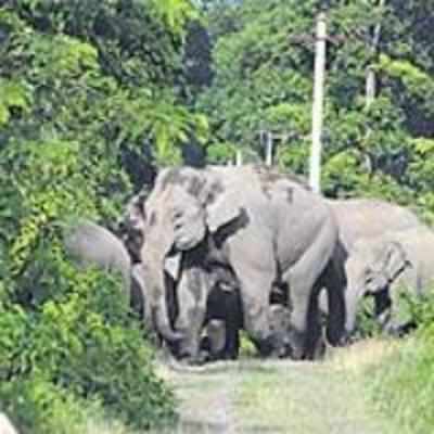 Chamrajanagar gets yet another wildlife sanctuary