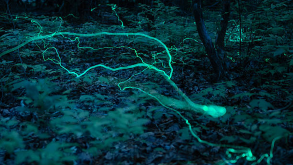 The silent glow of recovery: The elusive blue ghost fireflies of North Carolina and why they mean hope