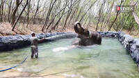 Happy World Elephant Day - Check out the Tuskers enjoy some water sprinklers 