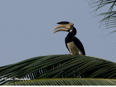 Ahead of World Environment Day, a letter to minister Prakash Javadekar with an appeal to protect Goa's protected forests