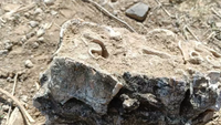 25k or 2.5L year old? Uranium dating tech to determine 'age' of fossil in Madhya Pradesh