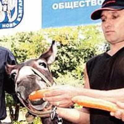 Donkey to run for mayor in Bulgaria