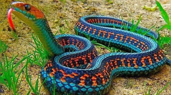 San Francisco Garter Snake