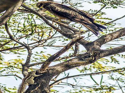 Story behind the photo: Predator and prey