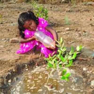 Mangroves get new lease of life along the Kalva creek