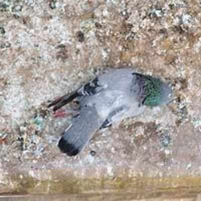 Dead pigeons baffle residents of Khar