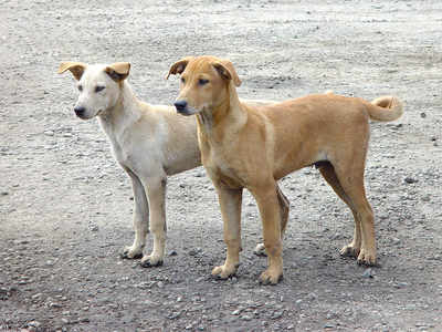 street dog breed