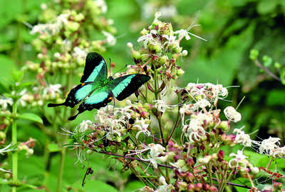 Karnataka: The life and times of a butterfly