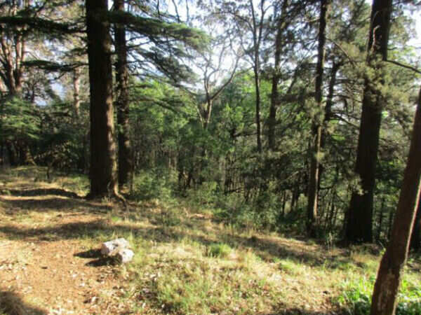 Activists, academics question need for new forest policy