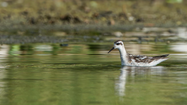 Rare Arctic migratory bird returns to Coimbatore’s Singanallur lake after 12 years