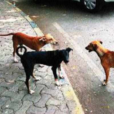 Vashi, Nerul residents annoyed by barking strays, rise in dog bites