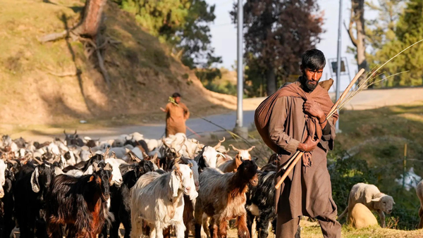 Kashmir nomads file ‘atrocity’ complaint after demolition of their houses