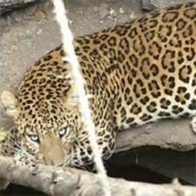 Man-leopard conflict set to get bloodier