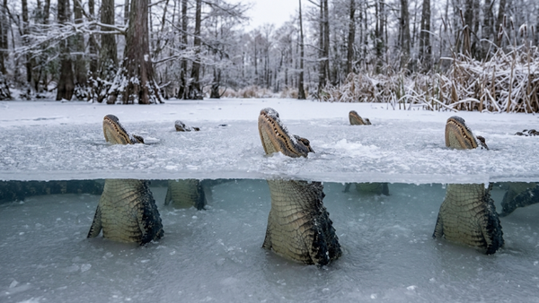 Did you know alligators freeze themselves on purpose to survive winter