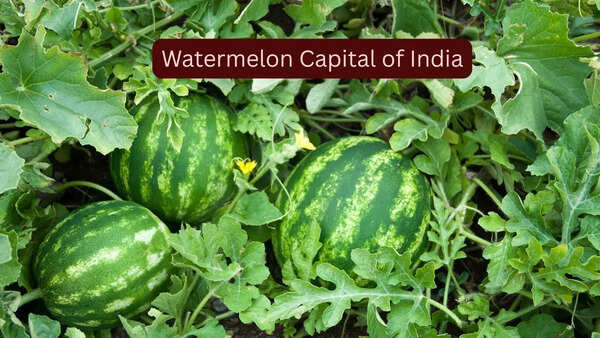 How to reach the ‘Watermelon Capital of India’ and experience the sweetest summer escape