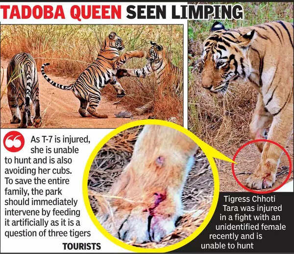 Chhoti Tara injured, tourists seek action to save its two cubs