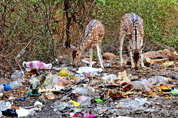 Plastic menace running wild in Borivali national park