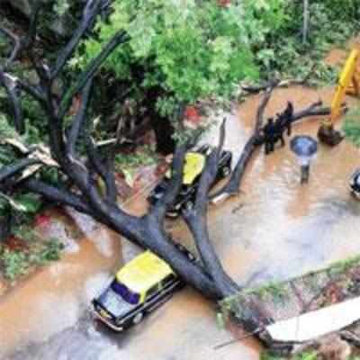 No extra compensation for tree-fall victims