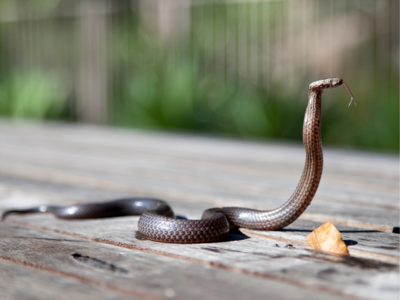 Lockdown blues: Thiruvananthapuram light & sound shop worker returns to catch snakes to save his family, dies of cobra bite